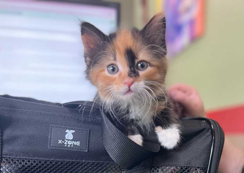 Carousel Slide 2: Kitten veterinary care